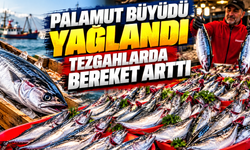 Palamut büyüdü, yağlandı, tezgahlarda bereket arttı