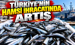Türkiye'nin hamsi ihracatında artış