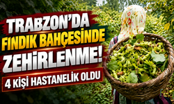Trabzon’da fındık bahçesinde zehirlenme! 4 kişi hastanelik oldu