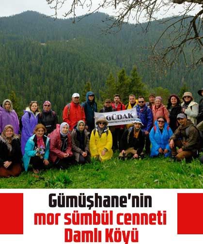 Gümüşhane'nin mor sümbül cenneti Damlı Köyü