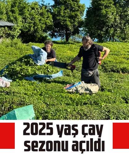 2025 yaş çay sezonu açıldı