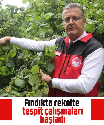 Fındıkta rekolte tespit çalışmaları başladı