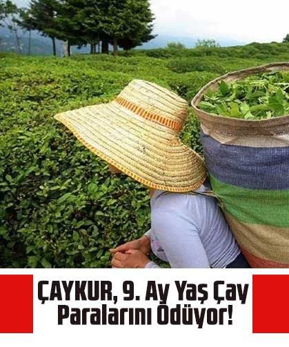 ÇAYKUR, 9. Ay Yaş Çay Paralarını Ödüyor!