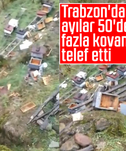 Trabzon'da ayılar 50'den fazla kovanı telef etti