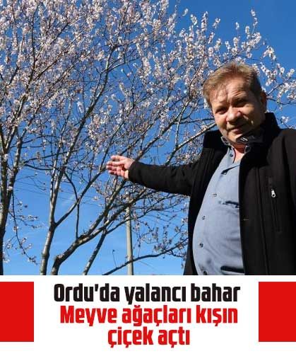 Ordu'da yalancı bahar: Meyve ağaçları kışın çiçek açtı