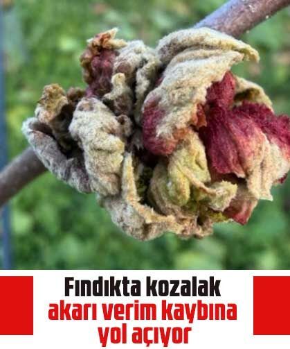 Fındıkta kozalak akarı verim kaybına yol açıyor