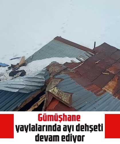 Gümüşhane yaylalarında ayı dehşeti devam ediyor