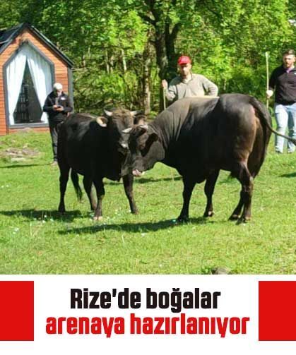 Rize'de boğalar arenaya hazırlanıyor