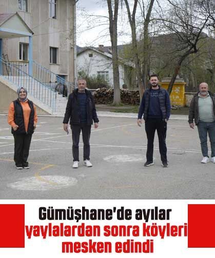 Gümüşhane'de ayılar yaylalardan sonra köyleri mesken edindi