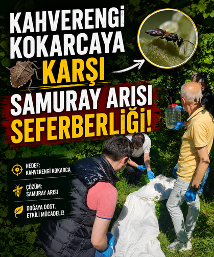 Kahverengi kokarcaya karşı samuray arısı seferberliği