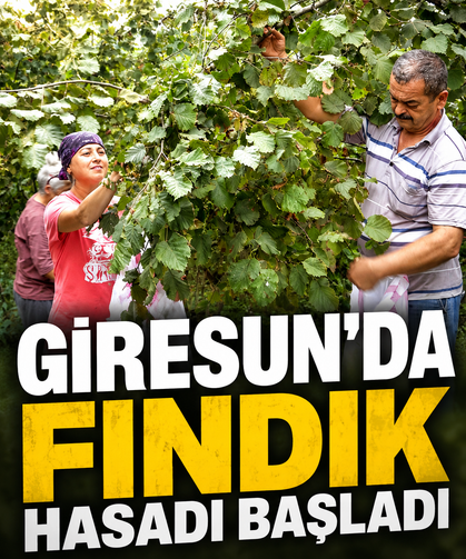 Giresun’da fındık hasadı başladı