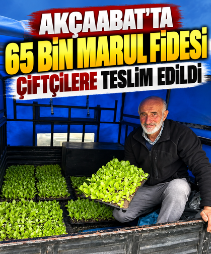 Akçaabat'ta 65 bin marul fidesi çiftçilere teslim edildi