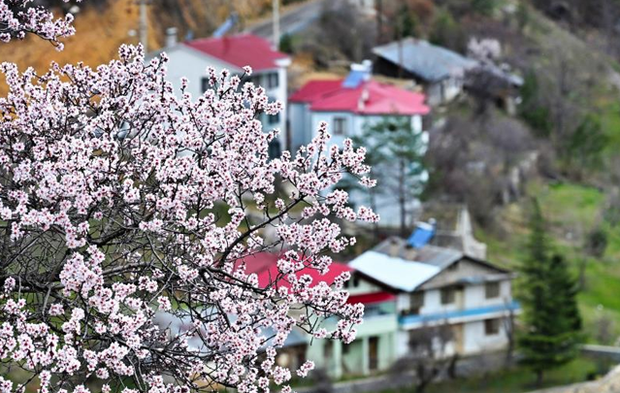 Gümüşhane'de baharın renkleri kışın beyazıyla kucaklaştı