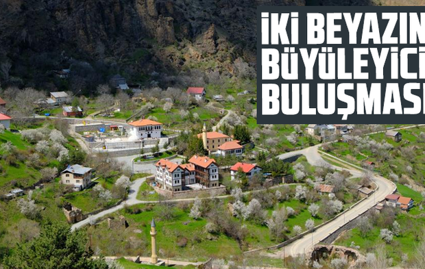 Gümüşhane'de iki beyazın büyüleyici buluşması
