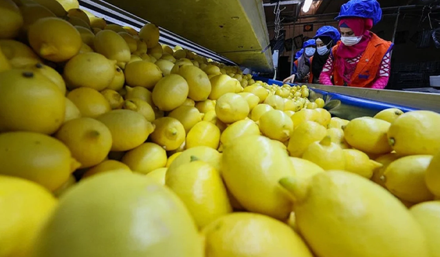 Limon ihracatı geçici olarak durduruldu