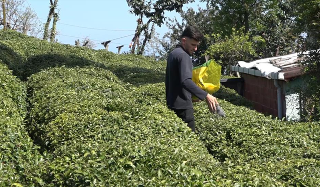Yaş çay üreticileri son hazırlıklarını tamamlıyor