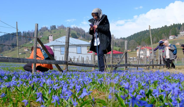 'Mavi Yıldız' çiçeklerini görmek için 11 kilometre yürüdüler