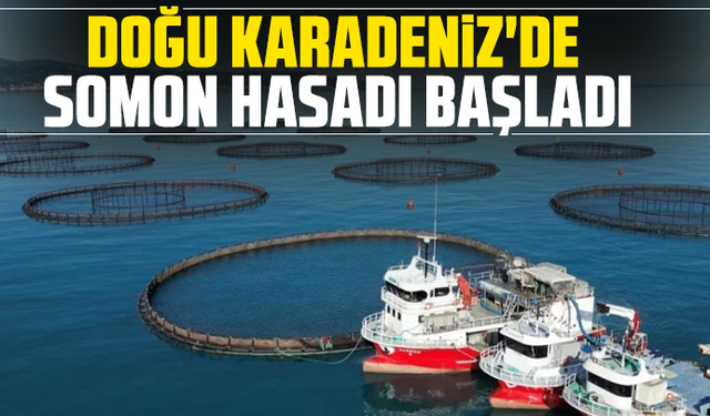 Doğu Karadeniz'de somon hasadı başladı
