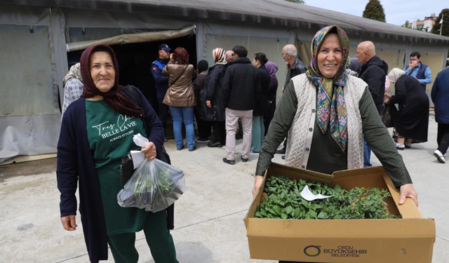Ordulu üreticilere 380 bin fidenin dağıtımına başladı