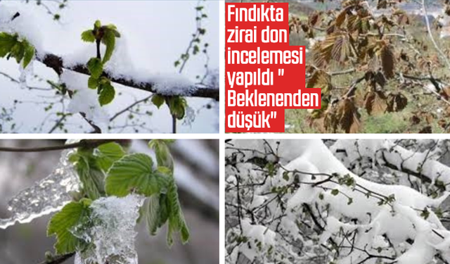 Fındıkta zirai don incelemesi yapıldı "Beklenenden düşük"