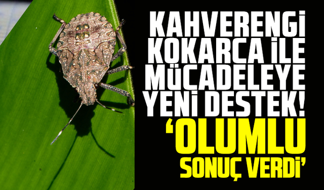 Kahverengi kokarca ile mücadeleye yeni destek! “Olumlu sonuç verdi”
