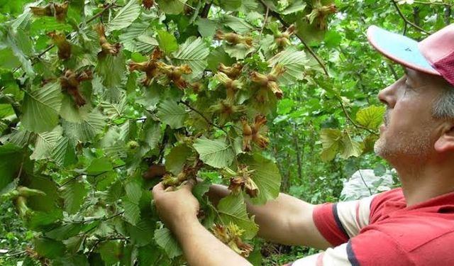 Fındıkta hasada az kala uyarı geldi! “Rekolteyi olumsuz etkiliyor”