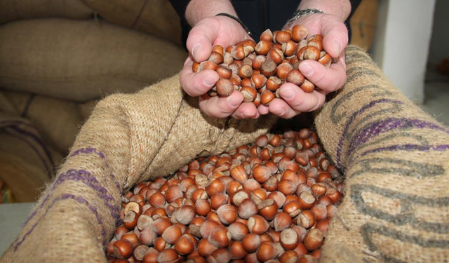 Fındıkta stoklar eriyor, yeni sezonun yolu açılıyor