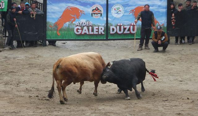 Ayder'de boğa güreşleri renkli görüntülere sahne oldu