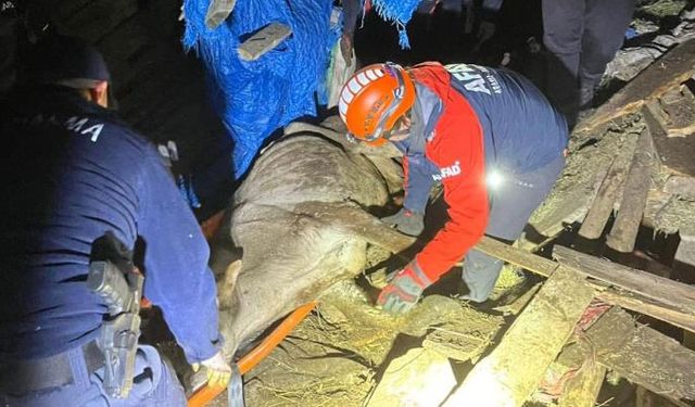 Artvin'de mahsur kalan 33 büyükbaş hayvan kurtarıldı