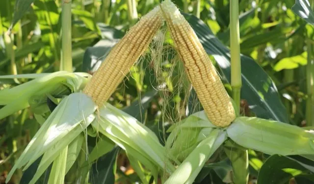 TİGEM’den 4 bin 500 ton silajlık mısır ihalesi