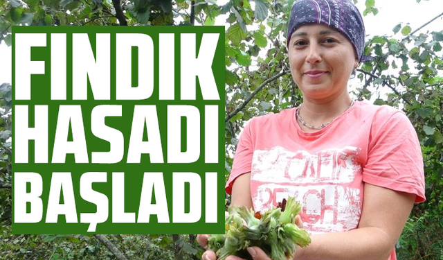 Giresun'da fındık hasadı başladı