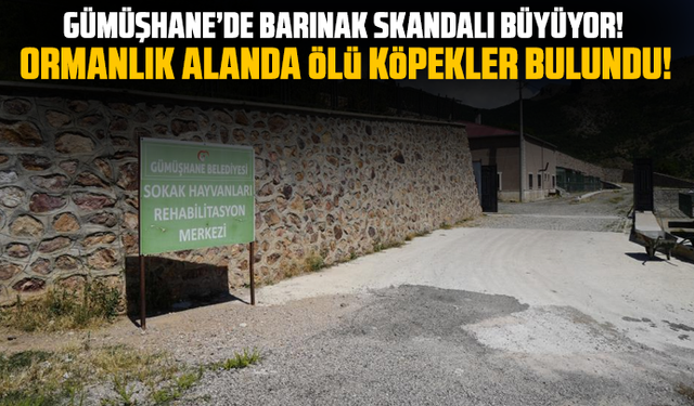 Gümüşhane’de Barınak Skandalı Büyüyor! Ormanlık alanda ölü köpekler bulundu!