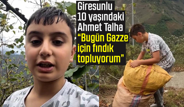Giresunlu 10 yaşındaki Ahmet Talha: “Bugün Gazze için fındık topluyorum”