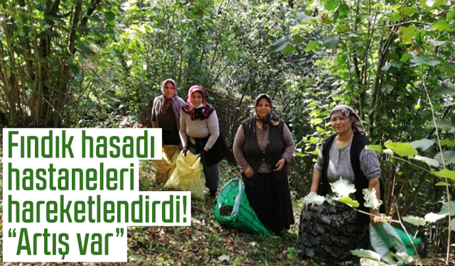 Fındık hasadı hastaneleri hareketlendirdi! “Artış var”