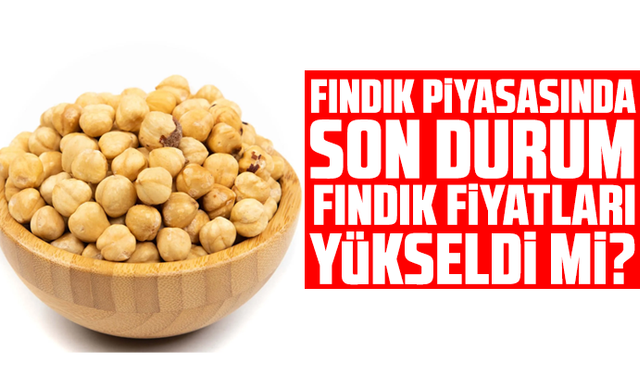 Fındık piyasasında son durum… Fındık fiyatları yükseldi mi?