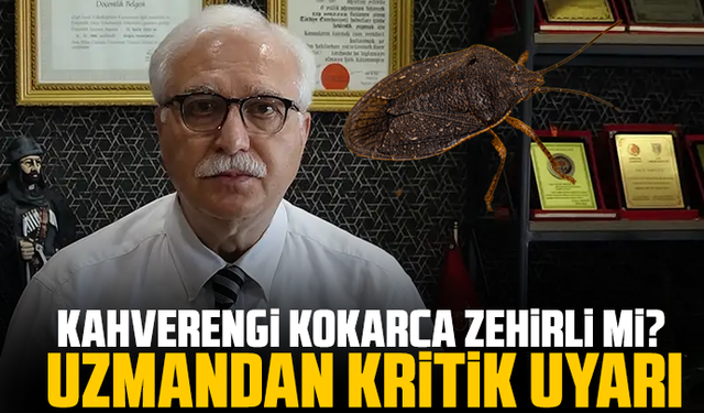 Kahverengi kokarca zehirli mi? Uzmandan kritik uyarı
