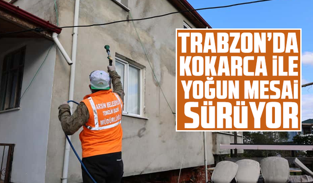 Arsin’de kokarca ile  yoğun mesai sürüyor