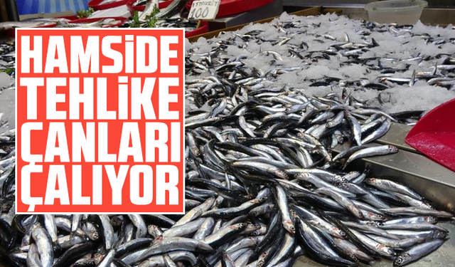 Hamside tehlike çanları çalıyor
