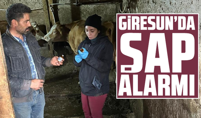 Giresun’da şap alarmı