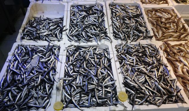 Denizdeki hamsi bolluğu ihracat rakamlarına yansımadı