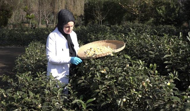 Çayın yeni ürünü ‘Çay çiçeği çayı' 6 bin TL'den satılıyor