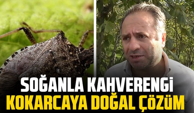 Kadife çiçeği ve soğanla kahverengi kokarcaya doğal çözüm
