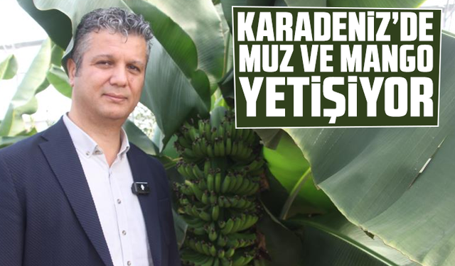 Karadeniz’de muz ve mango yetişiyor