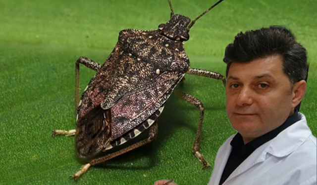 Kokarcanın fındıktaki zararı derinleşiyor