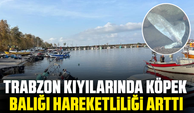 Trabzon kıyılarında köpek balığı hareketliliği arttı