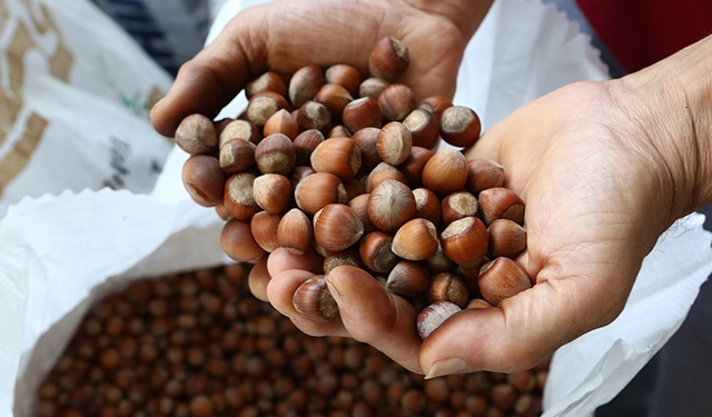 Türkiye fındık ihracatından 973 milyon dolar gelir sağladı