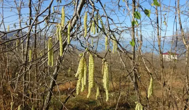 Uzmandan fındık üreticilerine uyarı: “Komşudan duyma bilgilerle hareket etmeyin”