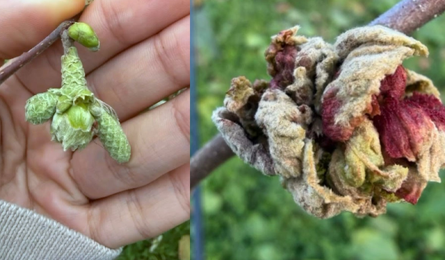 Fındıkta kozalak akarı verim kaybına yol açıyor