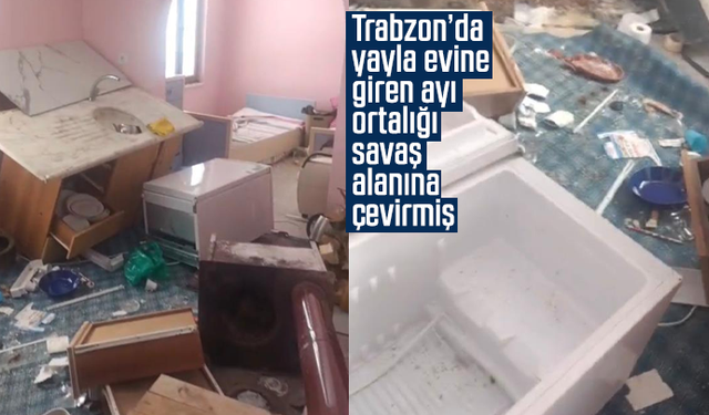 Trabzon’da yayla evine giren ayı ortalığı savaş alanına çevirmiş