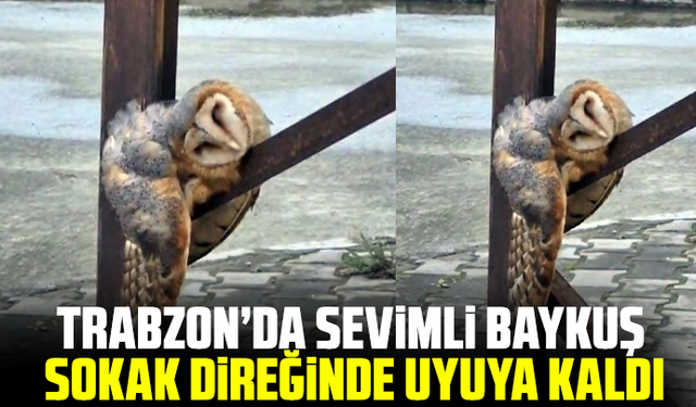 Trabzon’da sevimli Baykuş sokak direğinde uyuya kaldı
